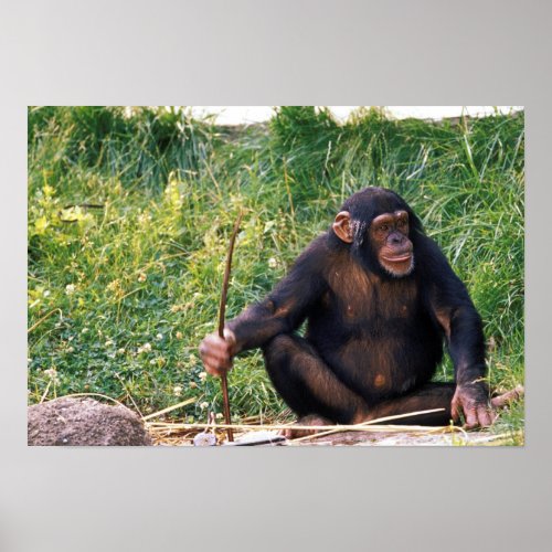 Chimpanzee using stick as a tool to obtain poster