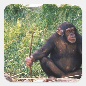 Chimpanzee Using Stick As A Tool To Obtain Square Sticker by theworldofanimals at Zazzle