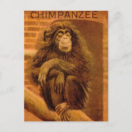 Chimpanzee Vintage Magic Lantern Slide 1890s Postcard