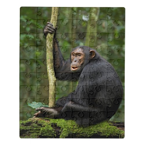 Chimpanzee Waiting on Other Chimps Jigsaw Puzzle