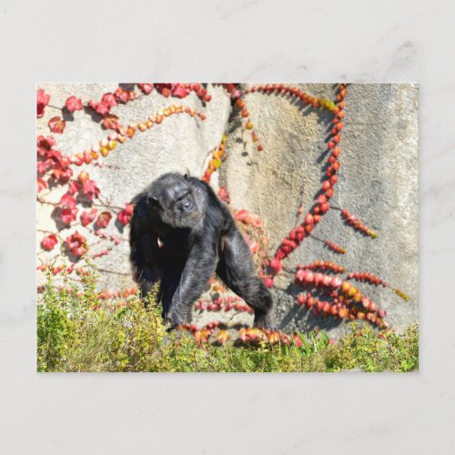 Chimpanzee walking on grass postcard