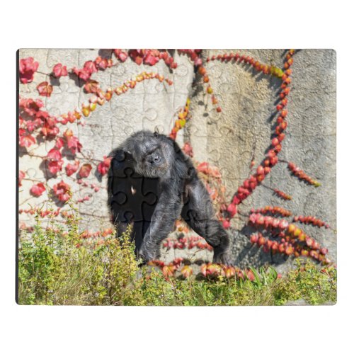 Chimpanzee walking on grass postcard square sticke jigsaw puzzle