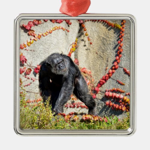 Chimpanzee walking on grass postcard square sticke metal ornament