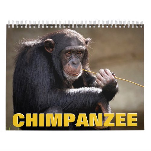 Chimpanzee Wall Calendar
