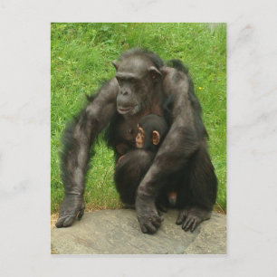 Chimpanzee with a baby - Postcard