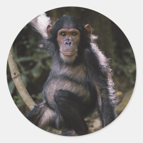 Chimpanzee Young Female Classic Round Sticker