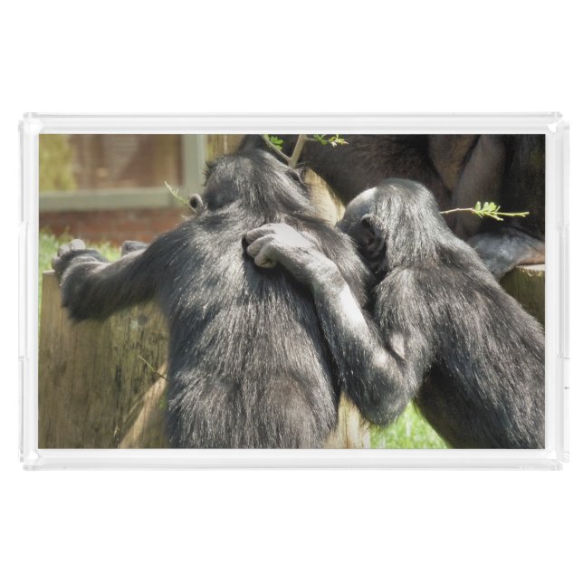 CHIMPANZEES   ACRYLIC TRAY (Front)