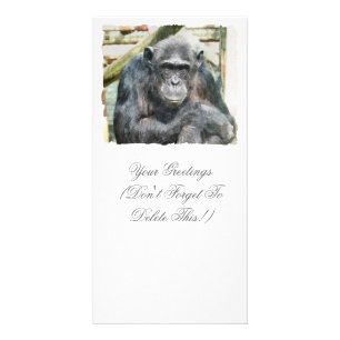 CHIMPANZEES CARD