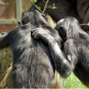 Chimpanzee sustainable crossbody bag | Giraffa - helping nature