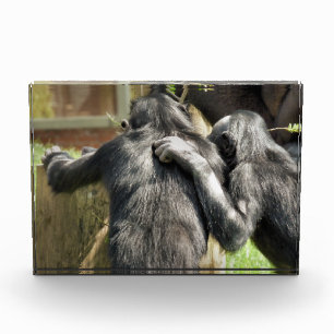 CHIMPANZEES PHOTO BLOCK