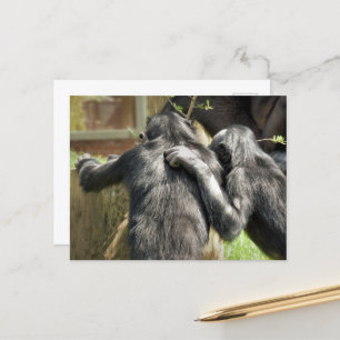 CHIMPANZEES POSTCARD