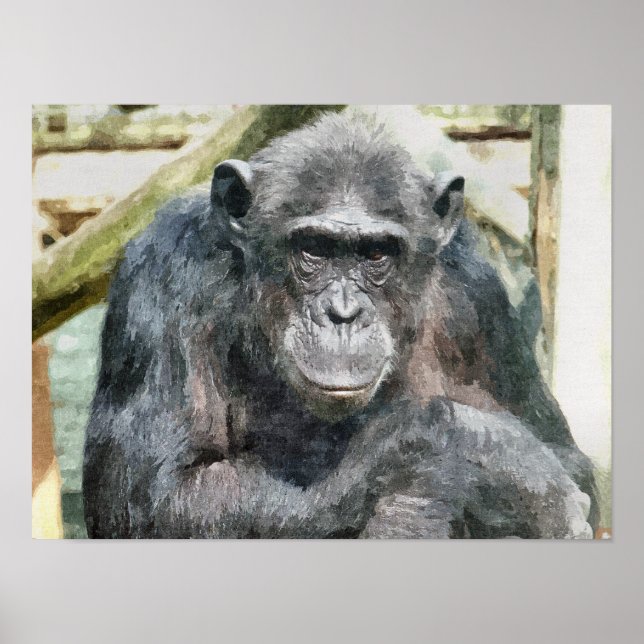 CHIMPANZEES POSTER (Front)