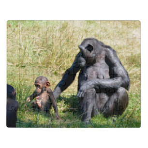 Chimpanzees with her baby sitting on grass jigsaw puzzle