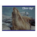 Chin Up (Sea Lion) - Postcard