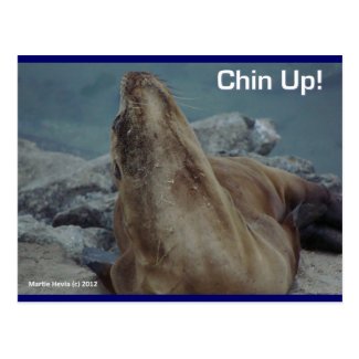 Chin Up (Sea Lion) - Postcard