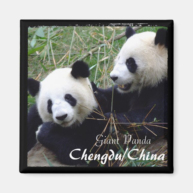 China, Chengdu, Giant Pandas (Magnet) Magnet (Front)