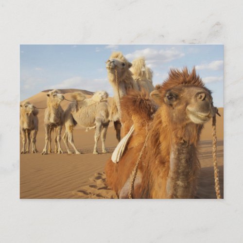 China Inner Mongolia Badain Jaran Desert 2 Postcard