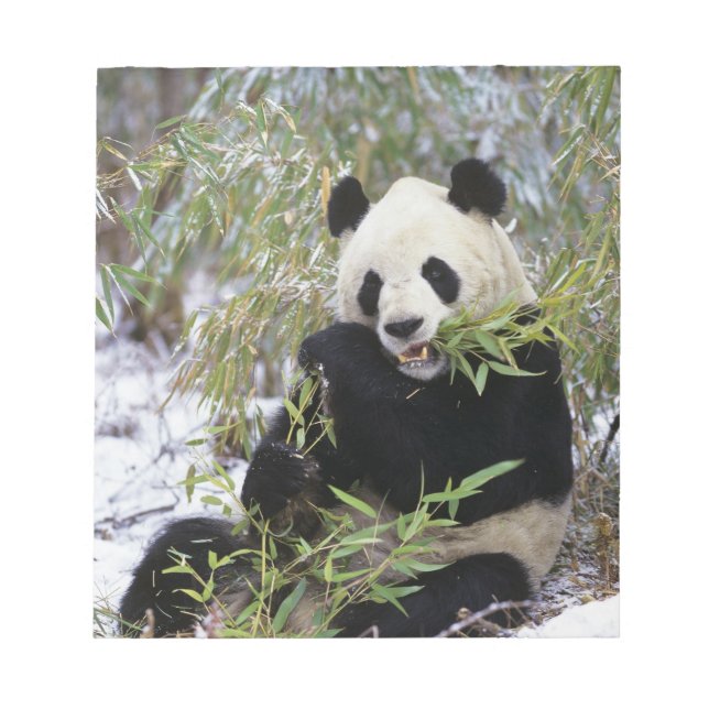 China, Sichuan Province. Giant Panda feeds on Notepad (Front)