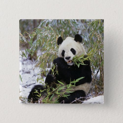 China Sichuan Province Giant Panda feeds on Pinback Button