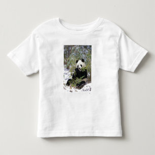 China, Sichuan Province. Giant Panda feeds on Toddler T-shirt