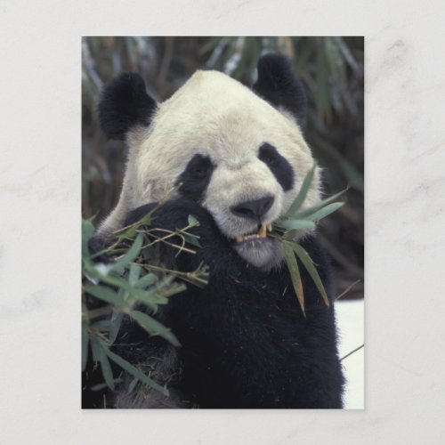China Wolong Nature Reserve Giant Panda feeds Postcard
