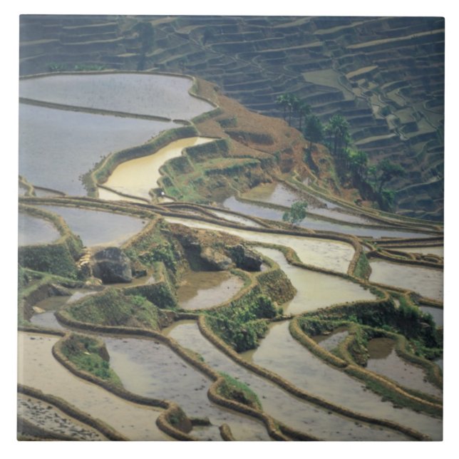 China, Yunnan Province. Flooded rice terraces of Ceramic Tile (Front)