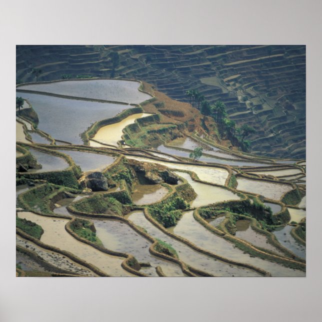 China, Yunnan Province. Flooded rice terraces of Poster (Front)