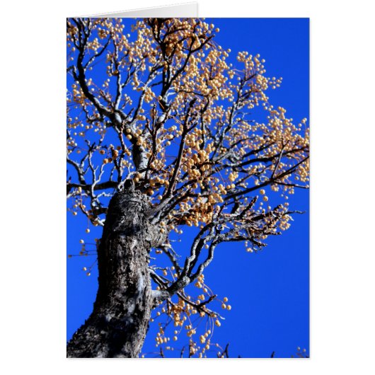 Chinaberry Tree Cards (Front)