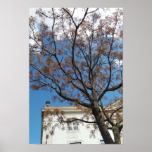 Chinaberry Tree in Lisbon