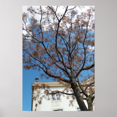 Chinaberry Tree in Lisbon Poster