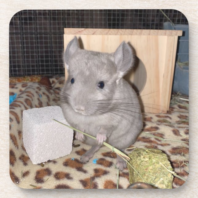 Chinchilla Beverage Coaster (Front)