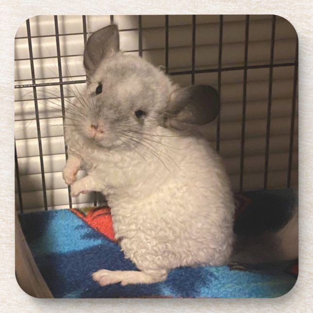 Chinchilla Beverage Coaster (Front)
