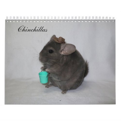 Chinchilla Calendar
