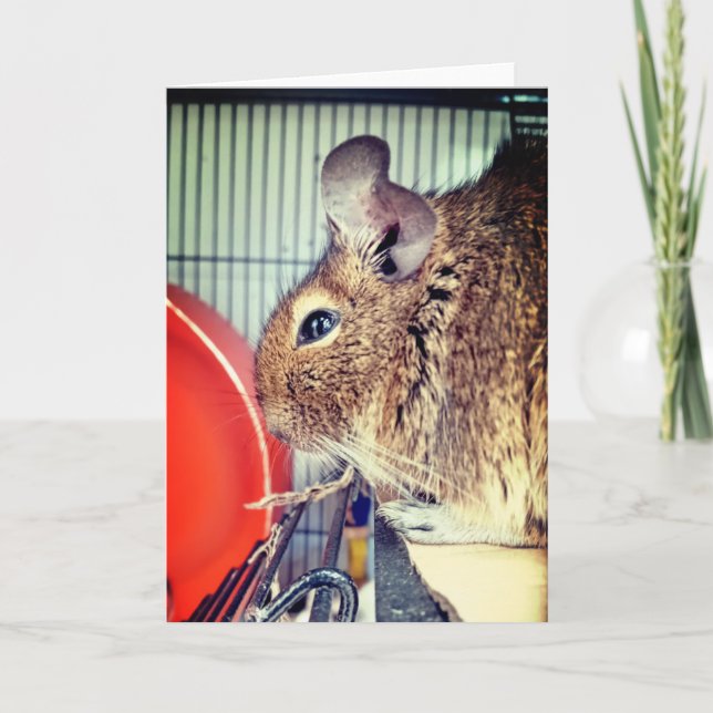 Chinchilla Card (Front)