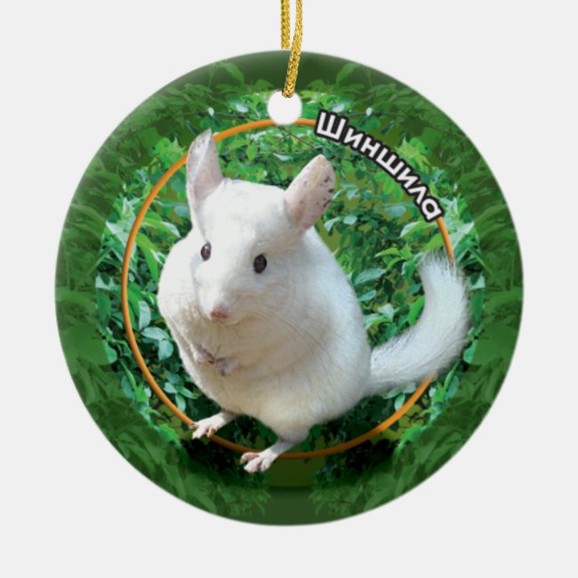 Chinchilla