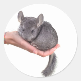 chinchilla classic round sticker