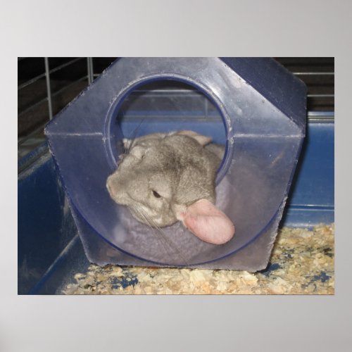 Chinchilla mom catching a few Zzzzzs Poster