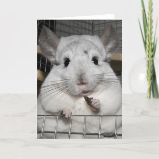 Chinchilla nibbling a raisin! card