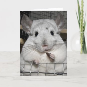 Chinchilla Nibbling Has Grapes! Card by claire_shearer at Zazzle