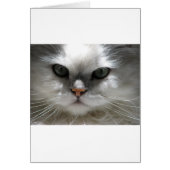 Chinchilla Persian Cat (Front)