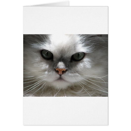 Chinchilla Persian Cat (Front)