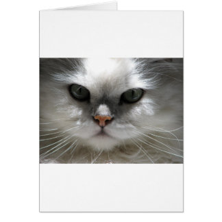 Chinchilla Persian Cat Cards