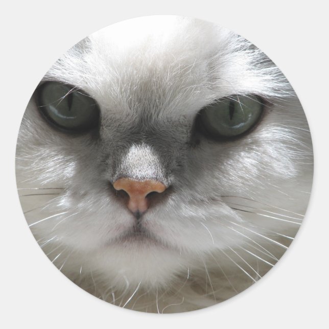 Chinchilla Persian Cat Classic Round Sticker (Front)
