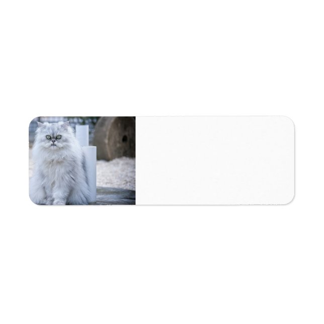 chinchilla persian label (Front)