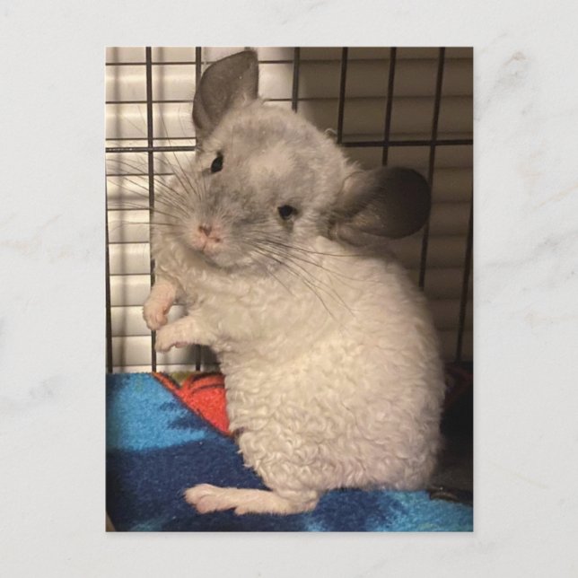 Chinchilla postcard (Front)