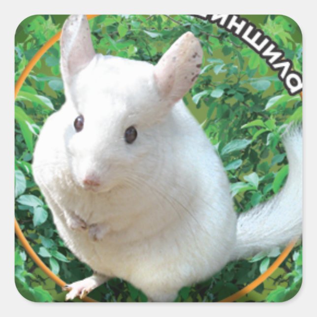 Chinchilla Square Sticker (Front)