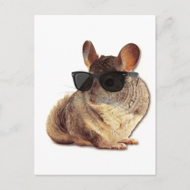 Chinchilla Sunglasses Postcard (Front)