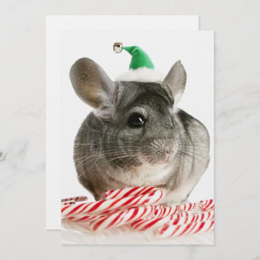 Chinchilla with candy canes (Front/Back)
