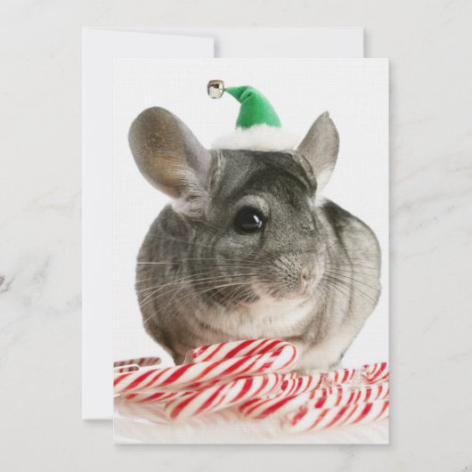 Chinchilla with candy canes (Front)