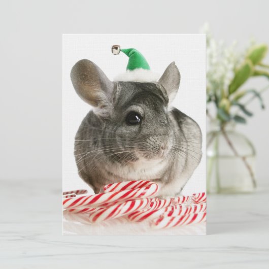 Chinchilla with candy canes (Standing Front)